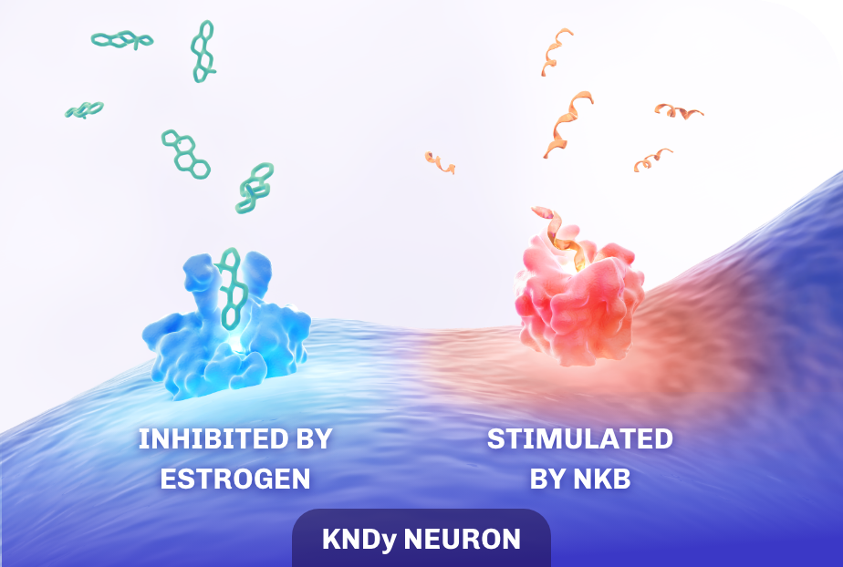 Thermoregulatory homeostasis showing the KNDy neuron inhibited by estrogen and stimulated by NKB