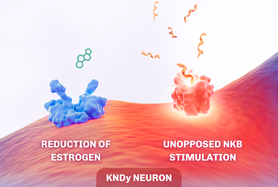 Impact of NKB showing how the reduction of estrogen and unopposed NKB stimulation lead to heightened KNDy neuronal activity