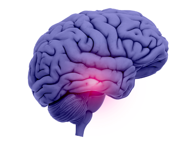 Glowing hypothalmus shown in brain