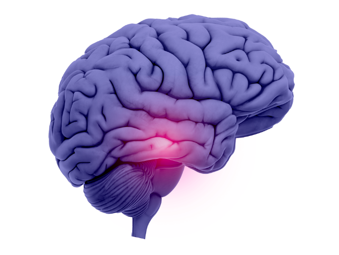 Hypothalamus shown in brain