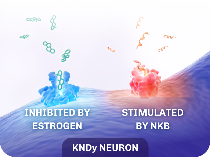 Thermoregulatory homeostasis showing the KNDy neuron inhibited by estrogen and stimulated by NKB
