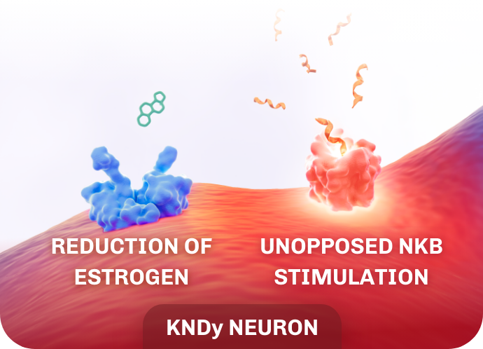 Impact of NKB showing how the reduction of estrogen and unopposed NKB stimulation lead to heightened KNDy neuronal activity