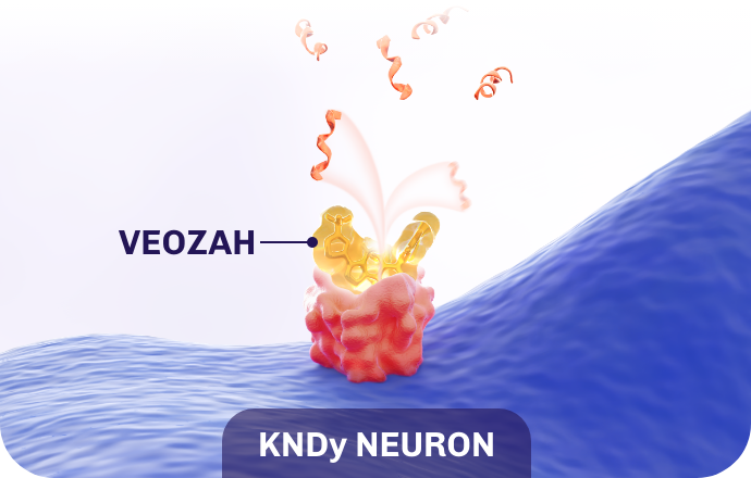 VEOZAH inhibits binding of NKB to NK3R on the KNDy neuron